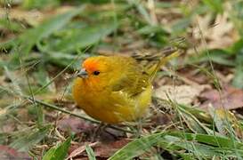 Saffron Finch