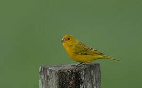 Saffron Finch