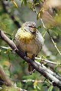 Saffron Finch