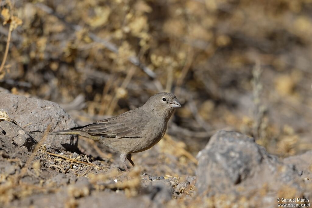 Greenish Yellow Finch female adult