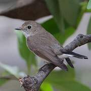 Mangrove Whistler