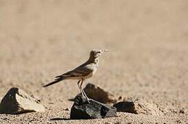 Greater Hoopoe-Lark