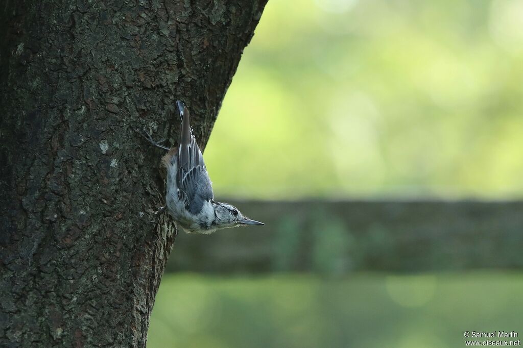 White-breasted Nuthatchadult