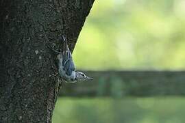 White-breasted Nuthatch