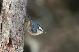 Red-breasted Nuthatch