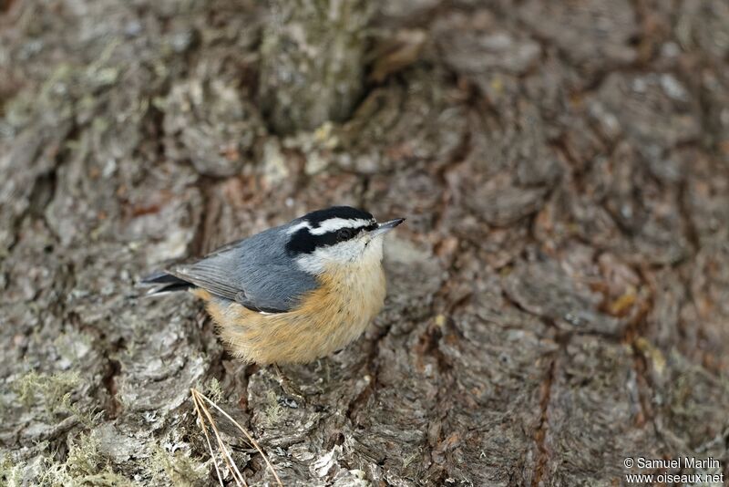 Red-breasted Nuthatchadult