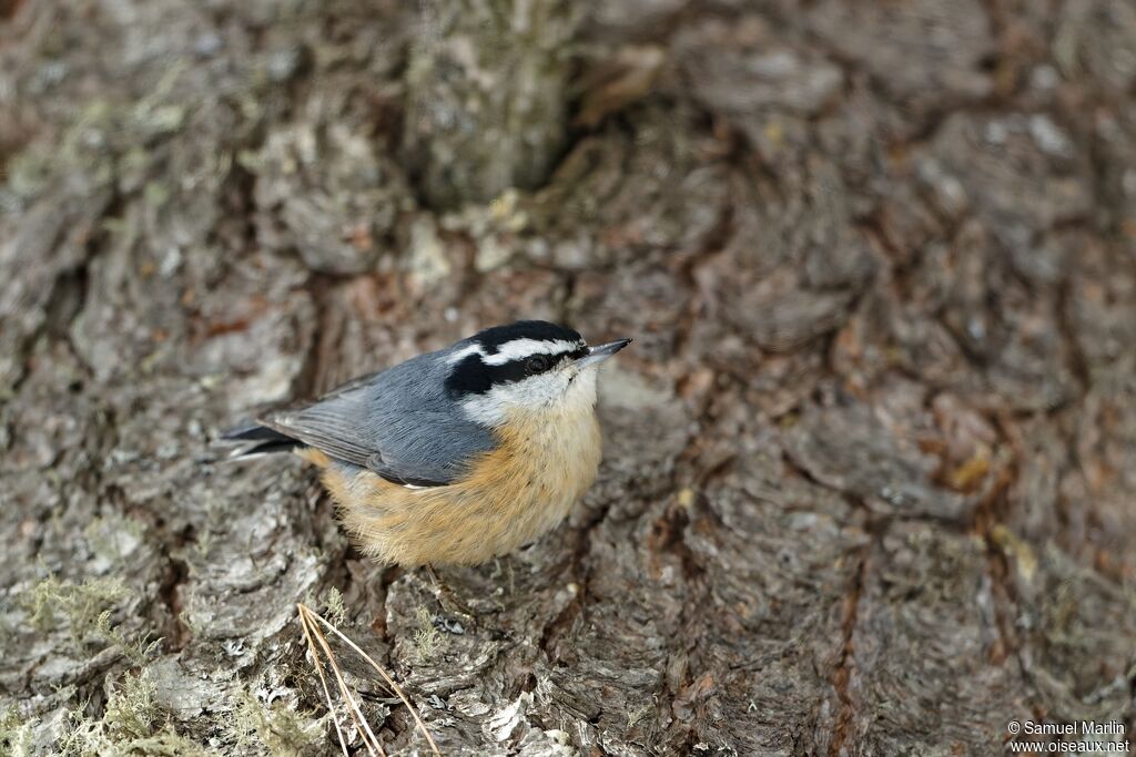 Red-breasted Nuthatchadult