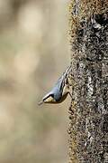 Chestnut-vented Nuthatch