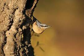 Eurasian Nuthatch