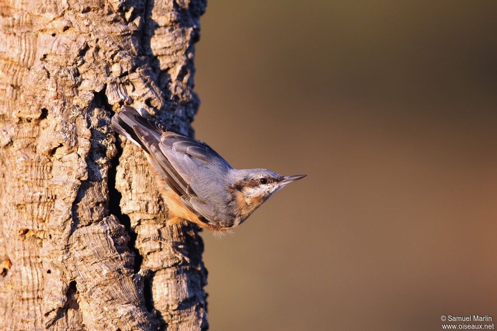 Eurasian Nuthatchadult