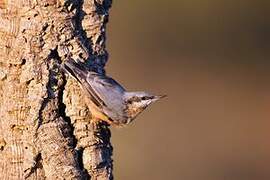 Eurasian Nuthatch