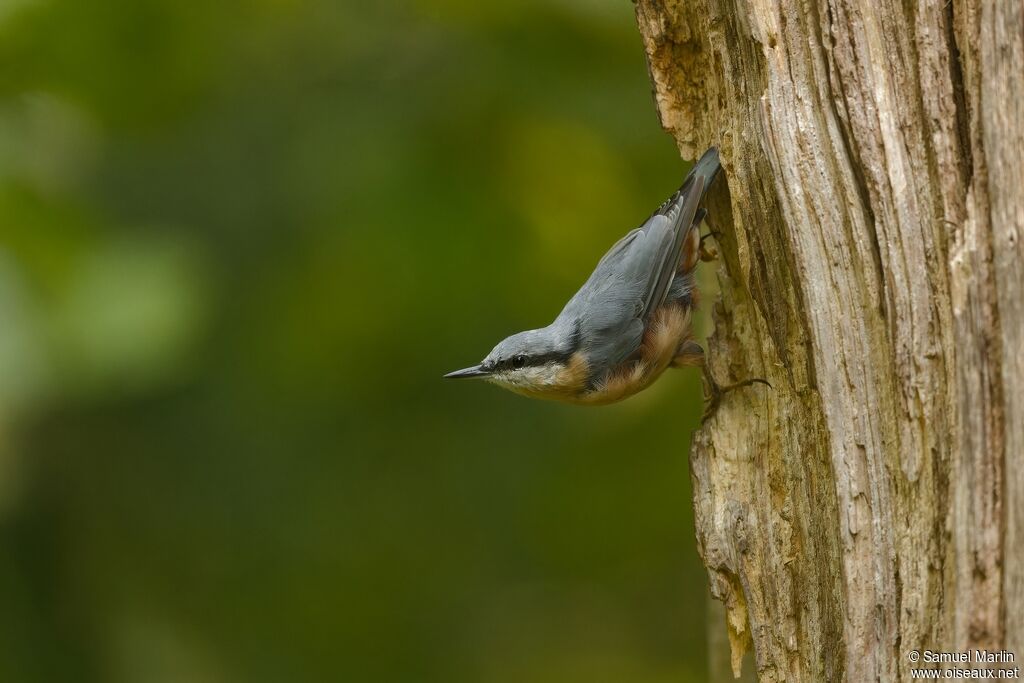 Eurasian Nuthatchadult