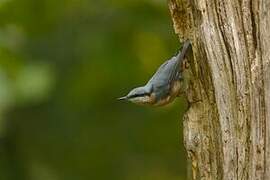 Eurasian Nuthatch