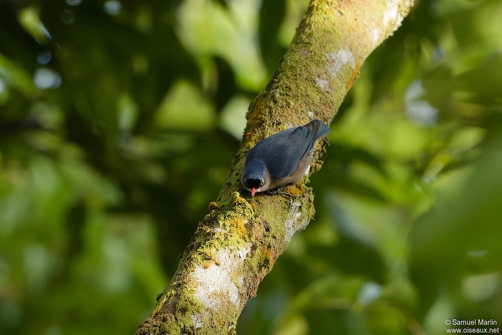 Sittelle veloutéeadulte