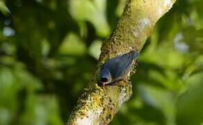 Velvet-fronted Nuthatch