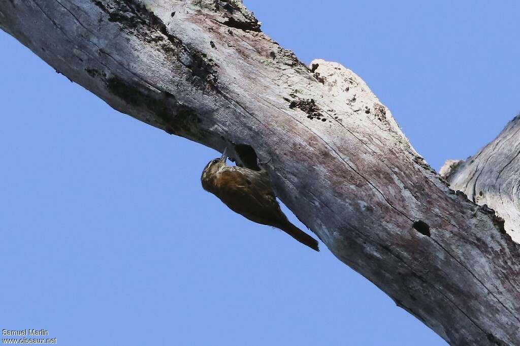 Streaked Xenopsadult, Reproduction-nesting