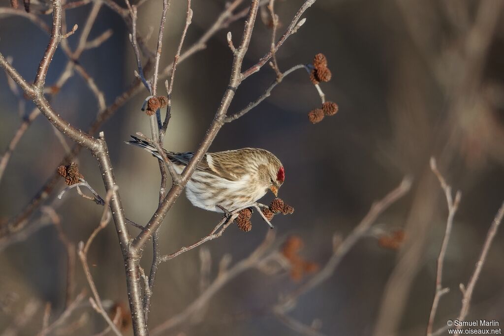 Common Redpolladult