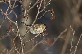 Common Redpoll