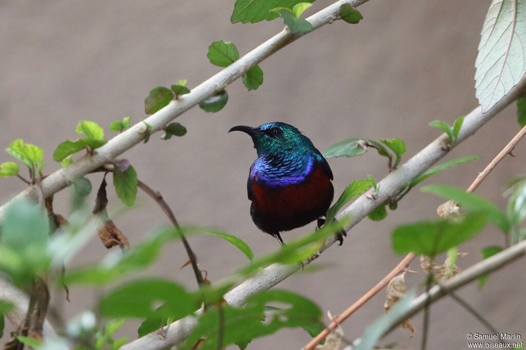 Red-chested Sunbird male adult