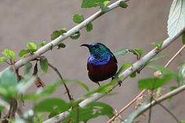 Red-chested Sunbird