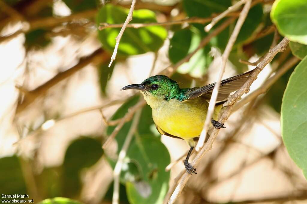 Collared Sunbird female adult, identification