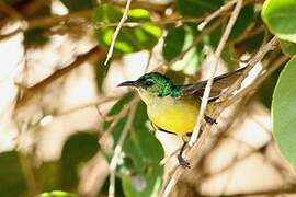 Collared Sunbird