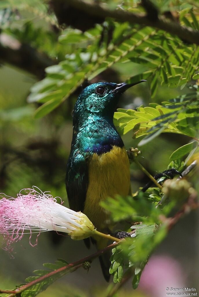 Collared Sunbirdadult