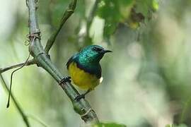 Collared Sunbird