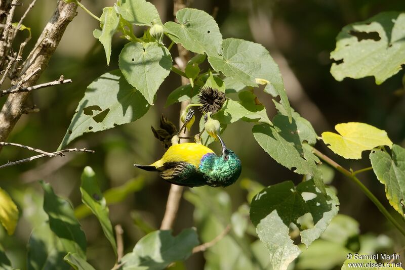 Collared Sunbird male adult