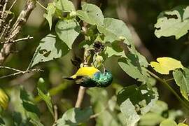 Collared Sunbird