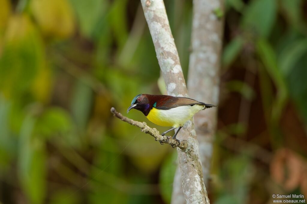 Purple-rumped Sunbird male adult