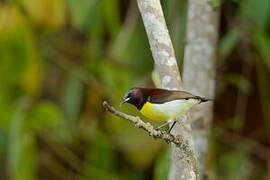 Purple-rumped Sunbird