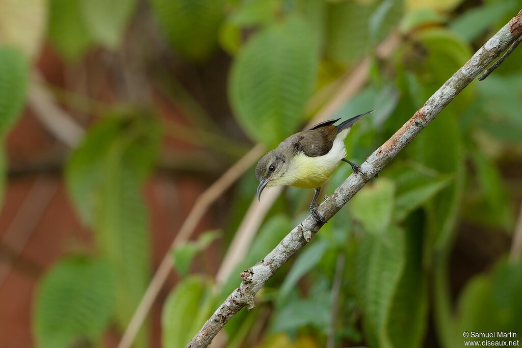 Purple-rumped Sunbird female adult