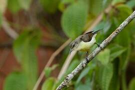 Purple-rumped Sunbird