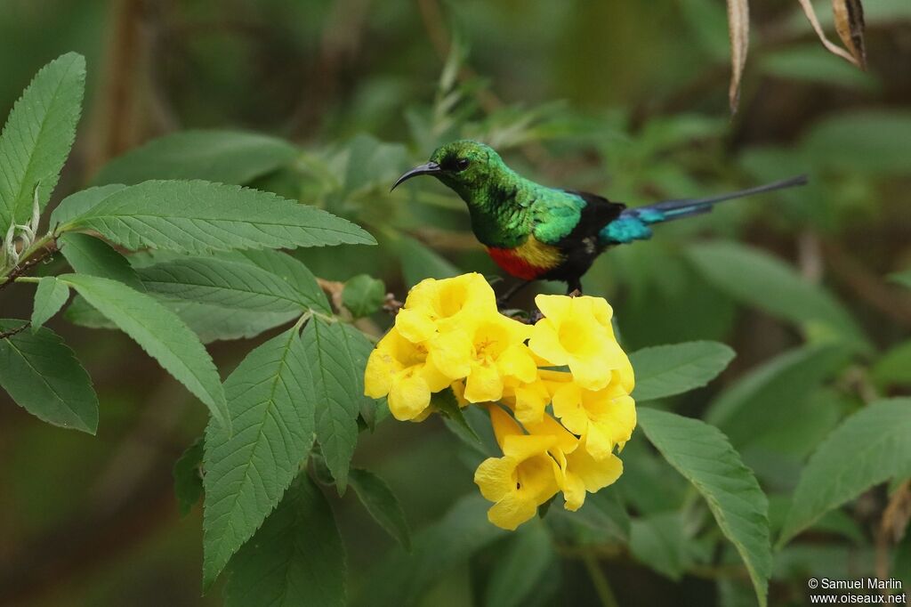 Beautiful Sunbird male adult breeding, habitat, pigmentation