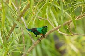 Beautiful Sunbird