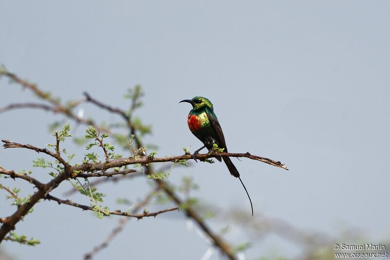 Beautiful Sunbird male adult