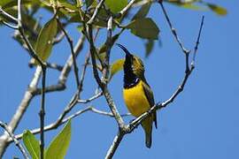 Sahul Sunbird
