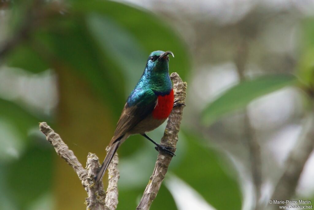 Greater Double-collared Sunbird male adult