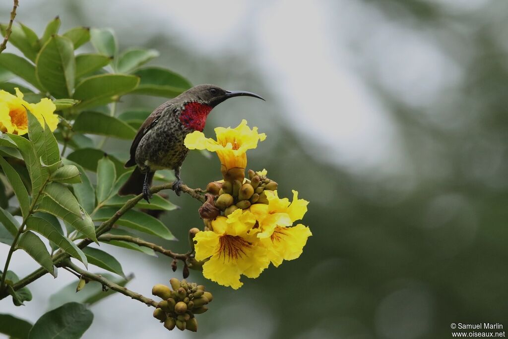 Scarlet-chested Sunbird male adult