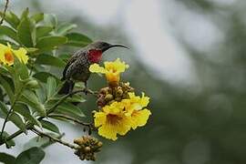 Scarlet-chested Sunbird