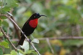 Scarlet-chested Sunbird