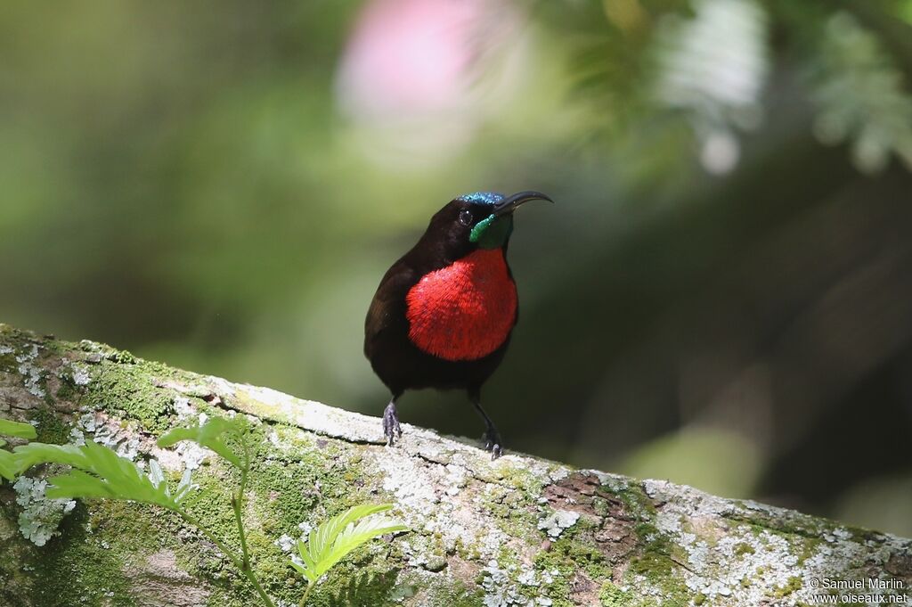 Scarlet-chested Sunbird