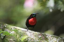 Scarlet-chested Sunbird