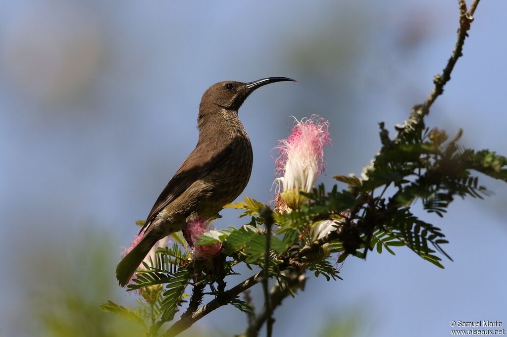 Scarlet-chested Sunbird