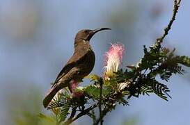 Scarlet-chested Sunbird