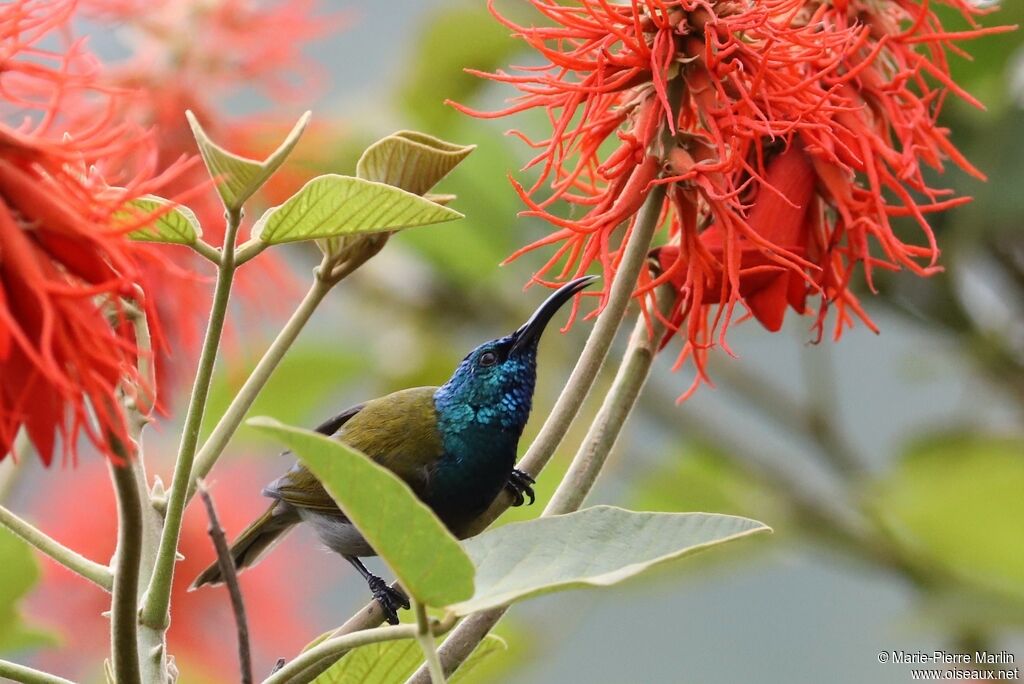 Green-headed Sunbirdadult