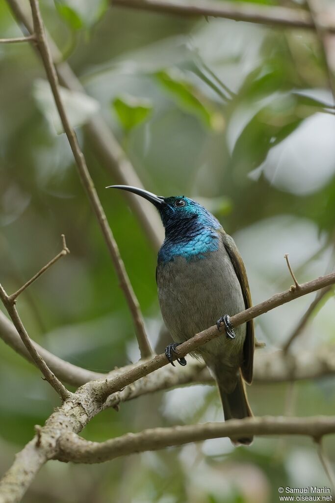 Green-headed Sunbird male adult