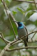 Green-headed Sunbird