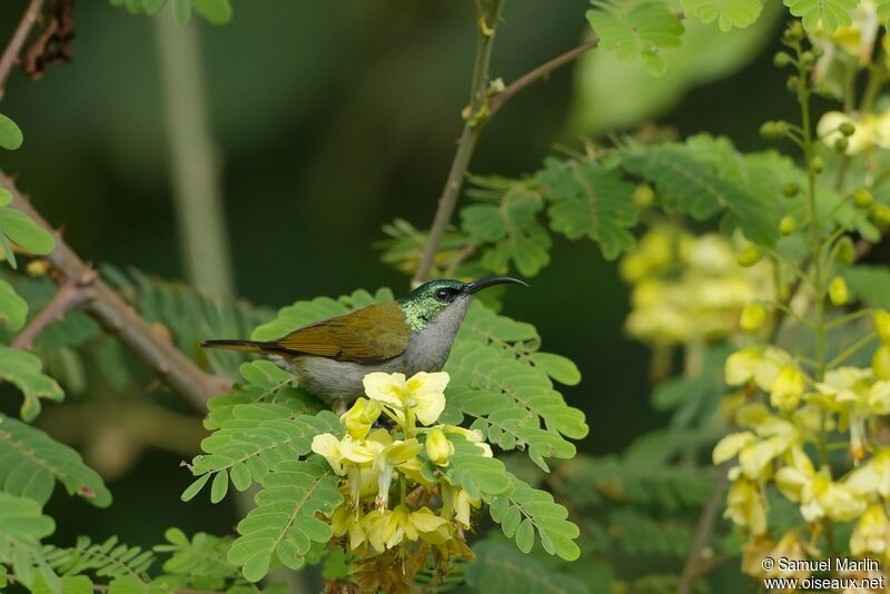 Green-headed Sunbird female adult
